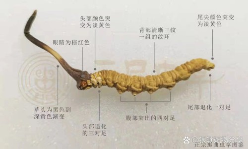上海现代哈森药业胶囊-上海现代哈森罗红霉素胶囊价格网 - 上海现代哈森药业罗红霉素胶囊,哈森药业罗红霉素